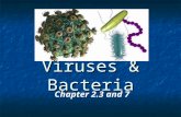 Viruses & Bacteria Chapter 2.3 and 7. Vocabulary 10. obligate aerobes 11. obligate anaerobes 12. facultative anaerobes 13. binary fission 14. conjugation.