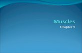 Chapter 9. Types of Muscle Tissue Derived from mesoderm Skeletal Skeletal, striated, voluntary, multinucleated Fast, fatigued contractions Adaptable (paperclip.