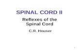 1 SPINAL CORD II Reflexes of the Spinal Cord C.R. Houser.