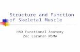 Structure and Function of Skeletal Muscle HND Functional Anatomy Zac Laraman MSMA.