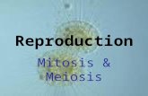 Reproduction Mitosis & Meiosis. Cell Division allows for repair & replacement of worn out cells basis of reproduction in every organism unicellular organisms.