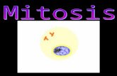 What is Mitosis? Mitosis: Cell division involving somatic (non- sex) cells Involves only diploid cells Form of asexual reproduction for some life (bacteria.