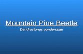Mountain Pine Beetle Dendroctonus ponderosae. Background Information on the Mountain Pine Beetle Species of bark beetle Native to forests on the west.