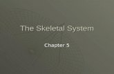 The Skeletal System Chapter 5. Functions of Bones  Support – supports the body and organs  Protection – protect soft organs and brain  Movement – bones.