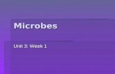 Microbes Unit 3: Week 1. Microbiology  Microbiology explores microscopic organisms including viruses, bacteria, protozoa, parasites and some fungi and.