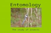 Entomology The study of insects. Insect Body Plan.