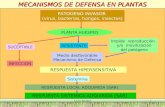 LUIS ROSSI1 MECANISMOS DE DEFENSA EN PLANTAS PATOGENO INVASOR (virus, bacterias, hongos, insectos) PLANTA HUESPED SUCEPTIBLE RESISTENTE INFECCION Medio.