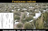 Festúceas nativas *Festuca orthophylla “Iros” – Prov. Altoandina (4000-5500 m s.n.m. )