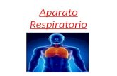 Aparato Respiratorio. In human beings and other mammals, the respiratory system consists of respiratory tracts, lungs and respiratory muscles that happen.
