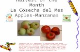 Harvest of the Month La Cosecha del Mes Apples-Manzanas Funded by the U.S. Department of Agriculture Food Stamp Program, an equal opportunity provider.