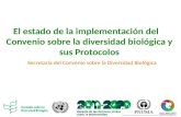 El estado de la implementación del Convenio sobre la diversidad biológica y sus Protocolos Secretaría del Convenio sobre la Diversidad Biológica.