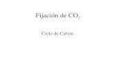 Fijación de CO 2 Ciclo de Calvin. Asimilación de CO 2 a biomasa en plantas.