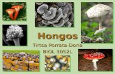 Hongos Tirtsa Porrata-Doria BIOL 3052L. Objetivos Familiarizarse con la clasificación del reino Familiarizarse con la clasificación del reino Reconocer.