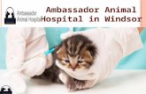 Ambassador Animal Hospital in Windsor