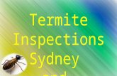 Termite Inspections Sydney  and  Blue Mountains