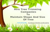Hire Tree Trimming Companies To Maintain Shape And Size Of T