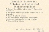 Camellia sinensis:  Origins and physical characteristics