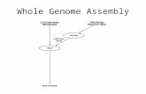Whole Genome Assembly