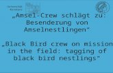 „Amsel-Crew  schlägt  zu:  Besenderung  von Amselnestlingen “