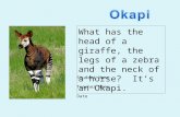 What has the head of a giraffe, the legs of a zebra and the neck of a horse?  It’s an Okapi.