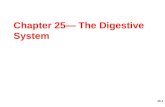 Chapter 25— The Digestive System