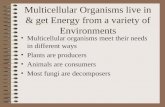 Multicellular Organisms live in & get Energy from a variety of Environments