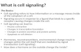 What is cell signaling?