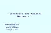 Brainstem and Cranial Nerves – 1