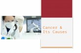 Cancer & Its Causes
