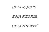 CELL CYCLE DNA REPAIR CELL DEATH