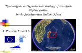 New insights on Reproductive strategy of swordfish   ( Xiphias gladius )