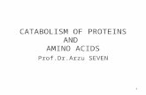 CATABOLISM OF PROTEINS AND  AMINO ACIDS
