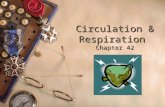 Circulation & Respiration  Chapter 42