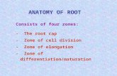 Consists of four zones: -  The root cap -  Zone of cell division -  Zone of elongation