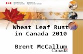 Wheat Leaf Rust in Canada 2010 Brent McCallum