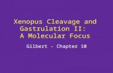 Xenopus Cleavage and Gastrulation II:  A Molecular Focus