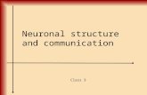 Neuronal structure and communication