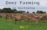 Deer Farming in Australia