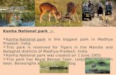 Kanha National Park in Kanha, Madhya Pradesh, India