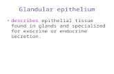 Glandular epithelium