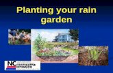 Planting your rain garden