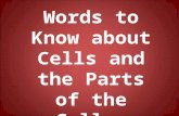 Words to Know about Cells and the Parts of the Cells