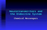 Neurotransmitters and the Endocrine System