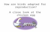 How are birds adapted for reproduction? A close look at the chicken egg