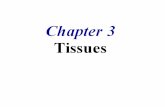 Ch 3 Cells & Histology