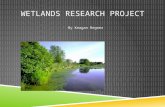 Wetlands research project