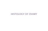 HISTOLOGY OF OVARY