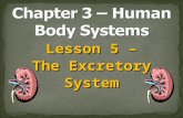 Chapter 3 – Human Body Systems