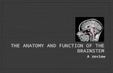 The Anatomy and Function of the Brainstem