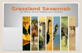 Grassland Savannah